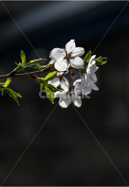 봄,꽃,벚꽃,춘,계절,봄,계절,spring,season,식물,자연,plants,nature,꽃,flower,plant,geranium,제라늄,blossom