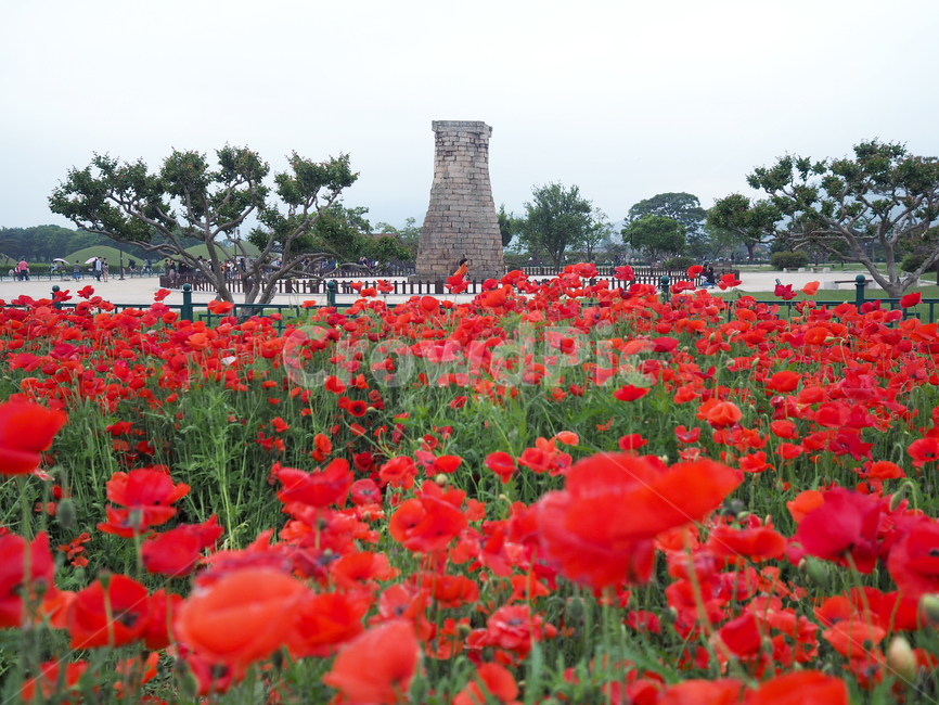첨성대,꽃,빨간꽃,경주,식물,plant,flower,blossom,랜드마크,landmark,tourist attraction,한국랜드마크,한국관광지,한국명소,korea landmark,korea tourist attraction,식물,자연,plants,nature