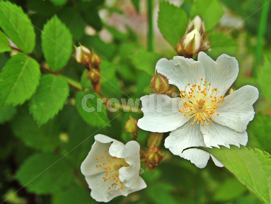찔레꽃,찔레나무,활엽수,흰색,겹잎,토종,석산호,영실,식물,자연,plants,nature,꽃,flower