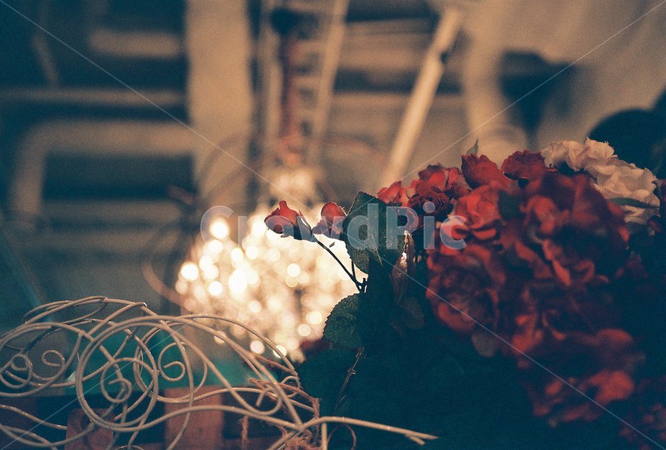 실내,내부,꽃,식물,plant,샹들리에,조명,light,인테리어,interior,indoor,장식,decoraion,필름,필름사진,film,flower