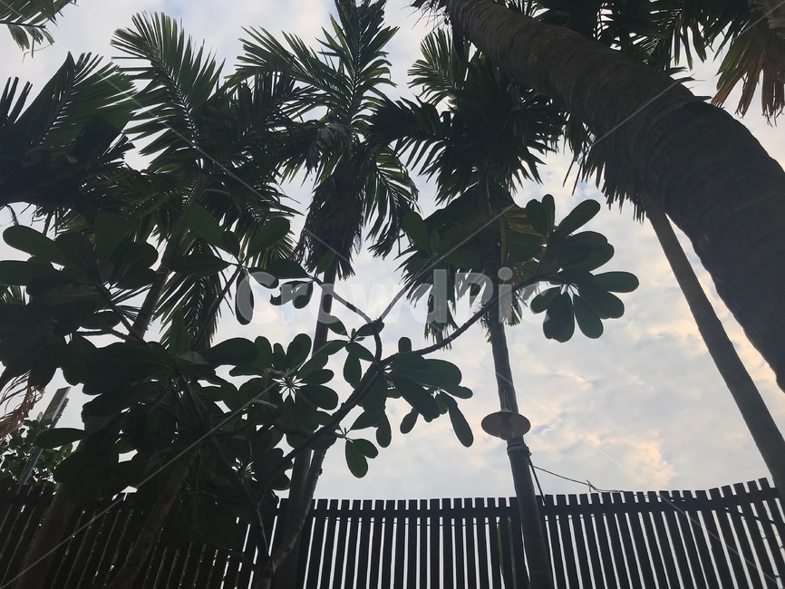 야자수,나무,동남아,여름,하늘,palmtree,tree,asia,summer,sky,vacation,식물,자연,plants,nature,나무,trees,wood