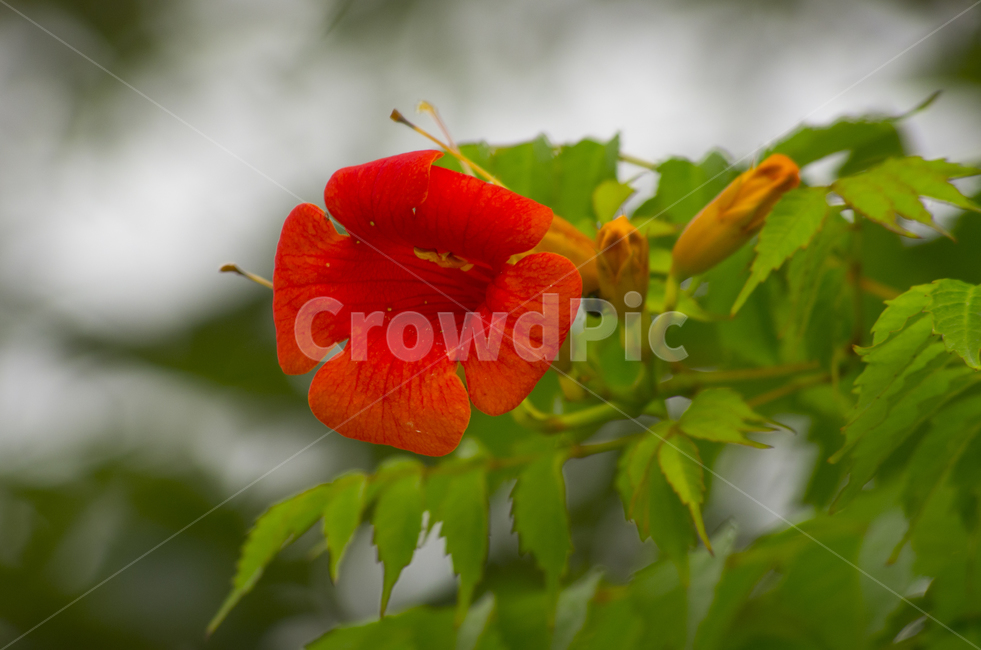 능소화,주황,오렌지,꽃,여름,여름꽃,beauty,macro,closeup,접사,매크로,확대,yellow,flower,summer,petal,감정,감성,emotion,뷰티,trumpetflower,trumpet,자연,계절,클로즈업