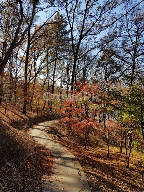청남대단풍,단풍,청남대가을,가을청남대,대청호단풍,가을대청호,단풍나무,가을단풍,가을,단풍잎