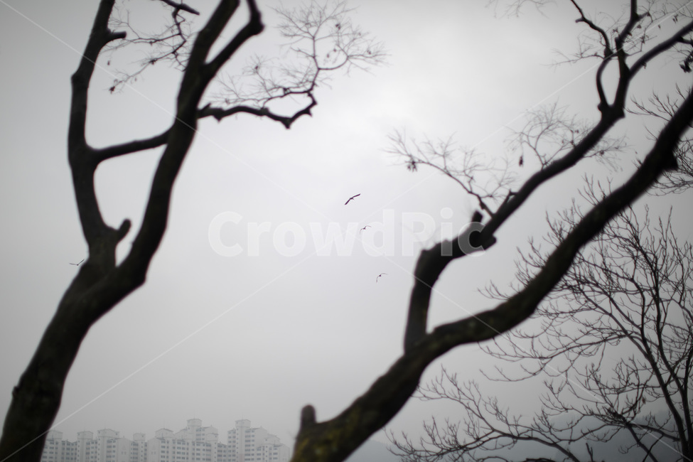 풍경,흑백,감성,일상,나무,실루엣,식물,자연,plants,nature,나무,trees,wood