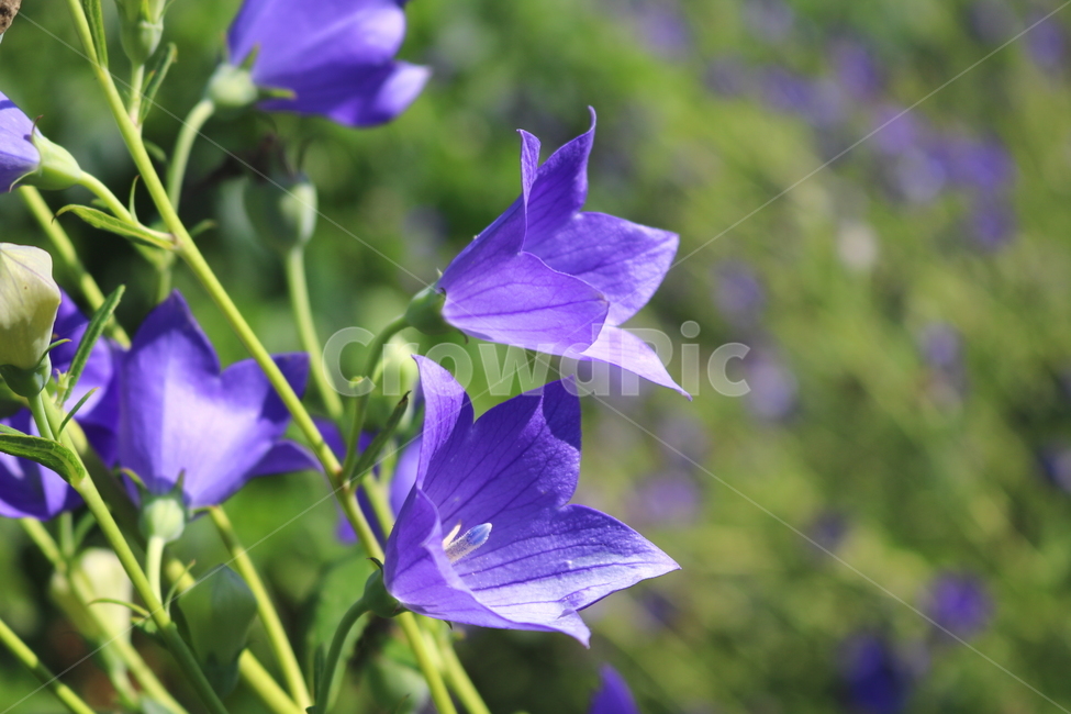꽃,도라지꽃,도라지,식물,야생화,보라색꽃,자연,들꽃,식물,자연,plants,nature,꽃,flower