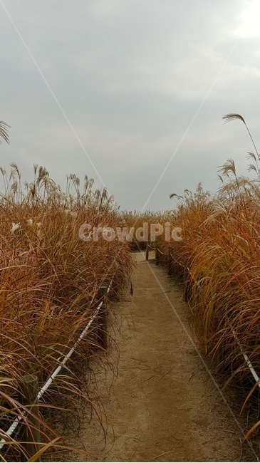 가을,갈대,억새,억새길,갈대길,하늘공원,가을,계절,fall,autumn,season,grass,잔디,plant,식물,ditch,도랑