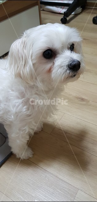 강아지,몰티즈,말티즈,댕댕이,멍멍이,귀여운강아지,개,동글동글
