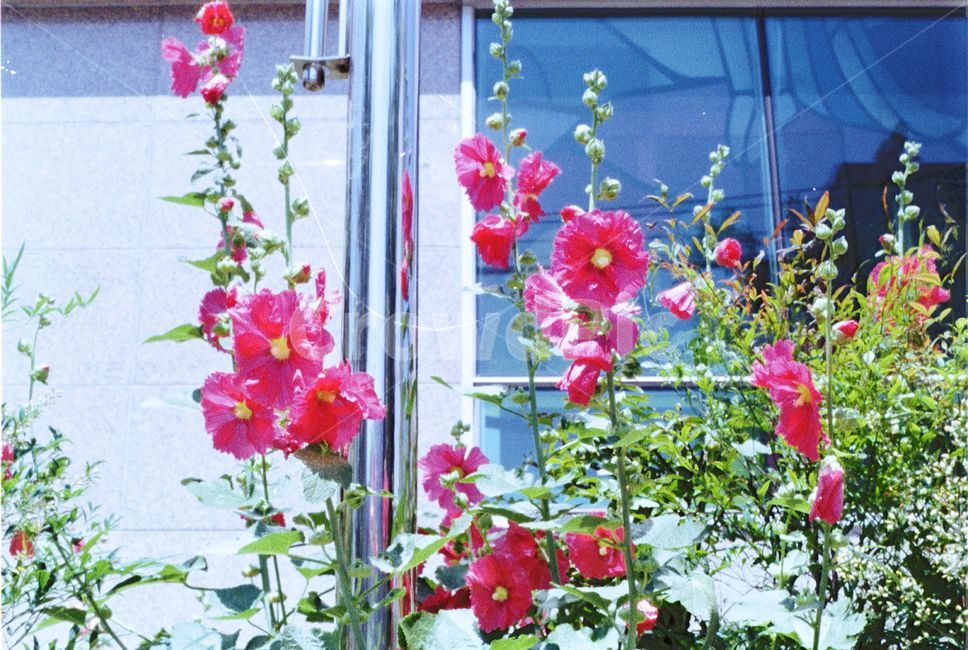 감성사진,필름카메라,풍경,식물,필름,식물,자연,plants,nature,꽃,flower