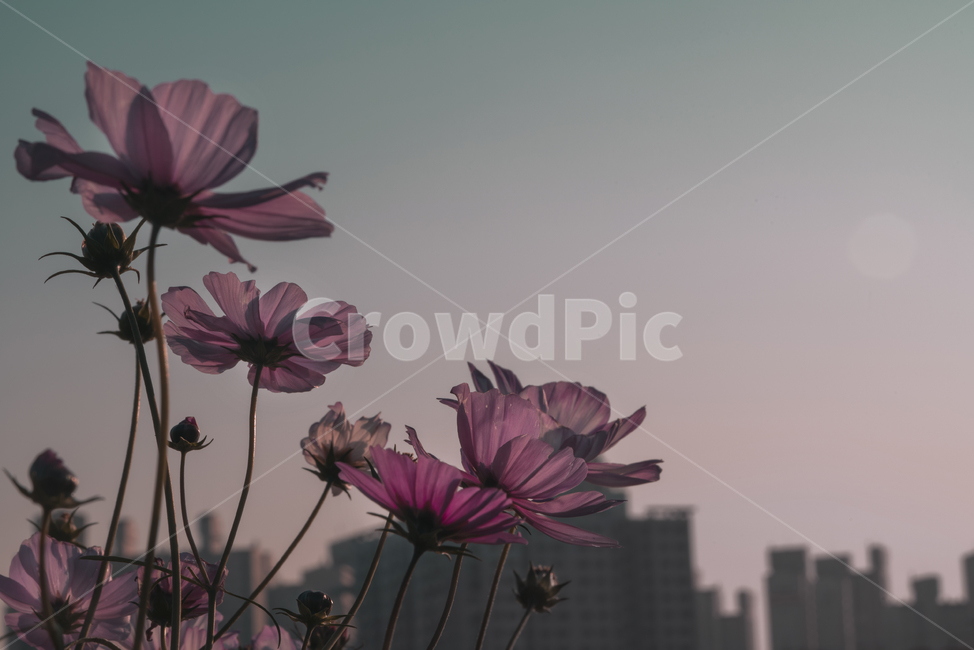 꽃,플라워,flower,코스모스,가을,계절,생물,plant,식물,식물,자연,plants,nature,꽃,flower