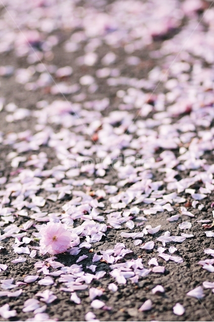 벚꽃,벚꽃엔딩,봄사진,봄,꽃사진,감성사진,봄,계절,spring,season,꽃,flower,감성,sensible,feeling,blossom,petal,꽃잎,plant,식물