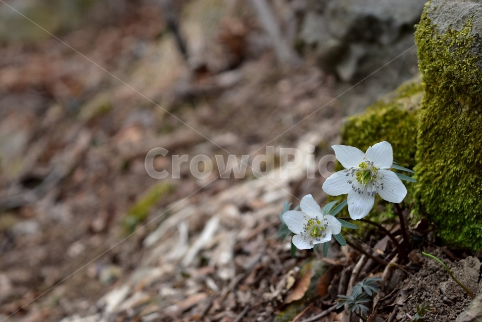 야생화,꽃,생태,식물,자연,들꽃,산꽃,봄,감성,힐링,플라워,계절,시즌,wild,Flower,plants,nature,spring,season,배경,나무,목본,풀,초본,변산바람꽃,식물,자연,plants,nature,꽃,flower