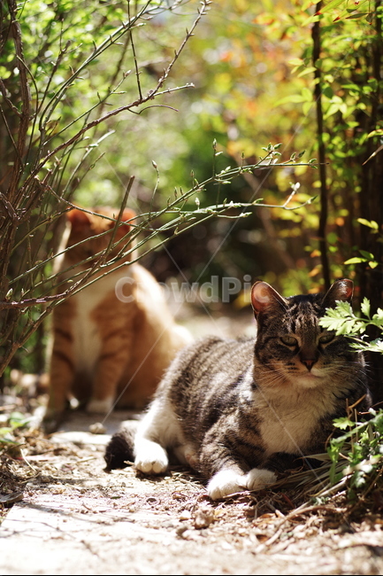 고양이,길고양이,길냥이,야생동물,애완동물,자연,생명,배경화면,바탕화면,동물,포유류,동물,animal,포유류,mammal,고양이,cat,kitten,kitty