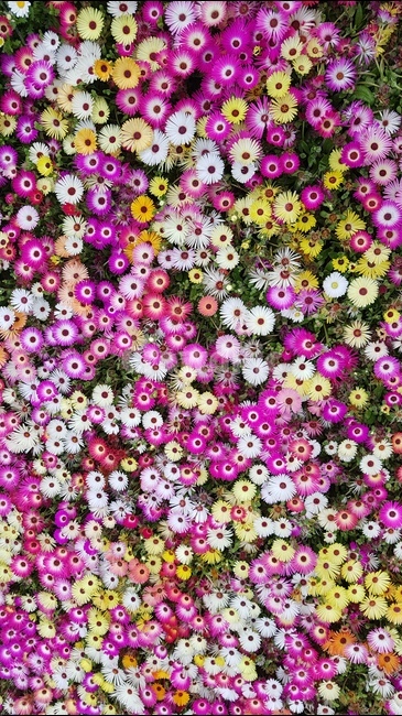 꽃,봄,야생화,들꽃,봄꽃,봄,계절,spring,season,식물,자연,plants,nature,꽃,flower