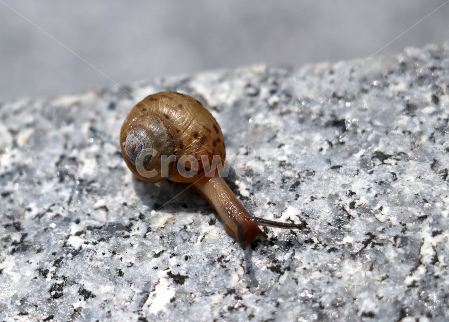 달팽이,동물,연체동물,snail,클로즈업