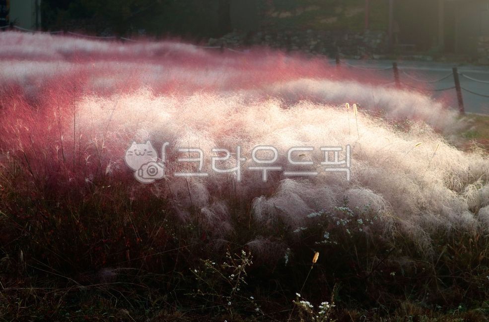 핑크뮬리,그라스,여러해살이풀,분홍쥐꼬리새,식물,plant,pinkmuhly,grass