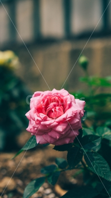 분홍색,꽃,꽃잎,풀,자연,잎사귀,꽃봉우리,식물,자연,plants,nature,꽃,flower,감성,sensible,feeling