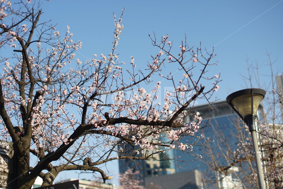 벚꽃,봄,꽃망울,꽃샘추위,벚나무,꽃,봄꽃,봄,계절,spring,season,식물,자연,plants,nature,꽃,flower,plant,blossom