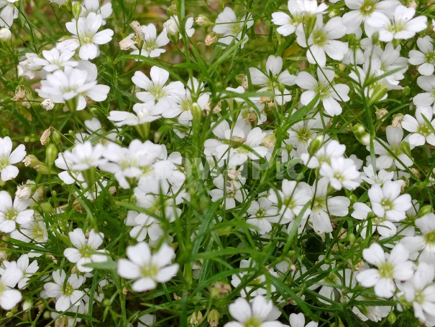 꽃,들꽃,풀꽃,야생화,식물,flower