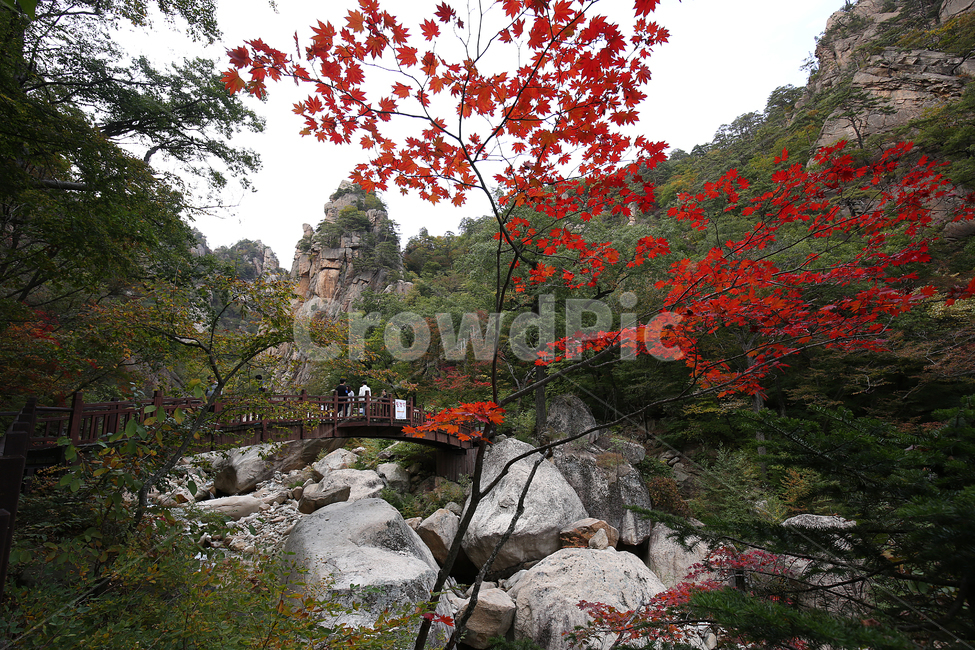 산,설악산,가을,계곡,mountain,valley,fall,단풍,가을,계절,fall,autumn,season,자연,풍경,nature,landscape,leaf,잎,plant,식물,tree,나무