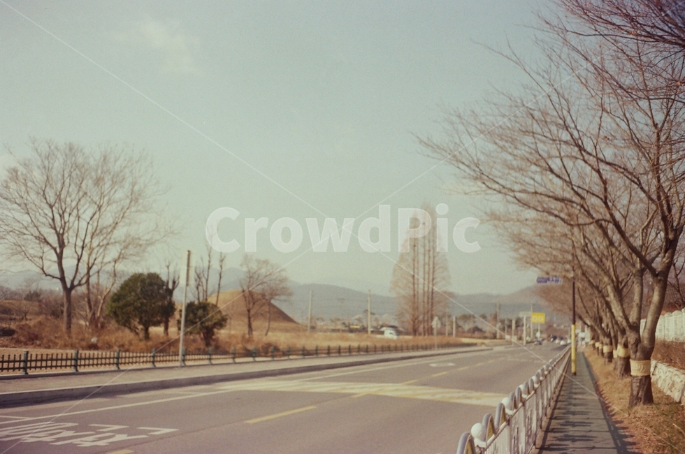 road,도로,나무,tree,아스팔트