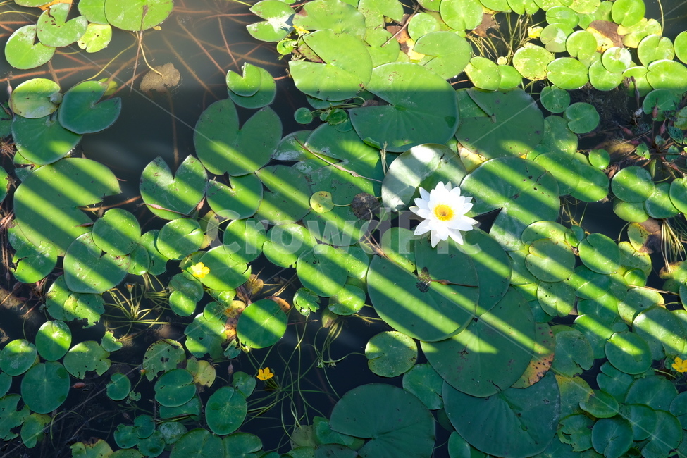 공원,호수,물,연잎,풀,꽃,노란색,흰색,녹색,정화,그림자,난간,식물,자연,plants,nature,꽃,flower