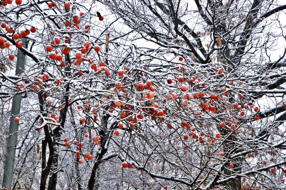 홍시,까치밥,겨울,눈,설경,자연,감,겨울,계절,winter,season,식물,자연,plants,nature,나무,trees,wood,과일,열매,fruit