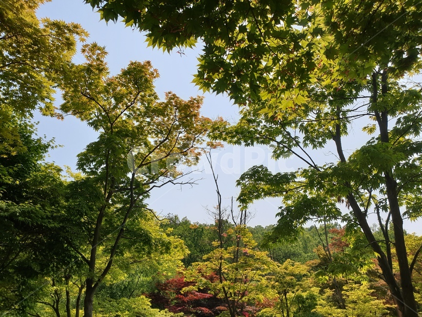 하늘,햇살,나무,숲,자연,해,태양,여름,봄,날씨,구름,빛,나뭇가지,초록색,푸른,산