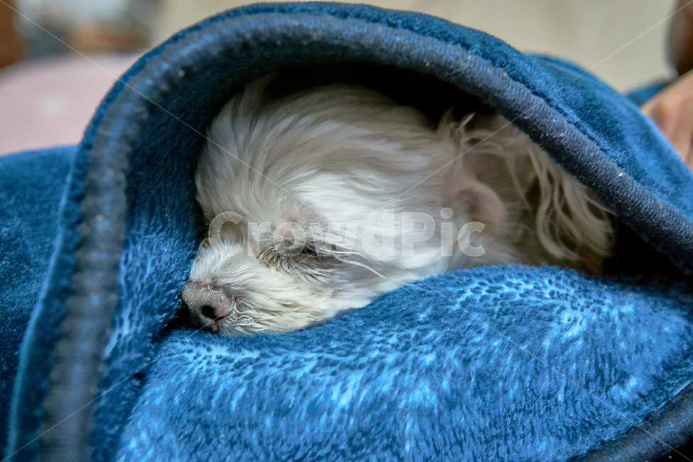 nature,Biology,maltese,maltis,Martis,Pets,puppy,Martiz,animal,dog,Dog,pet dog,mammalia,pet