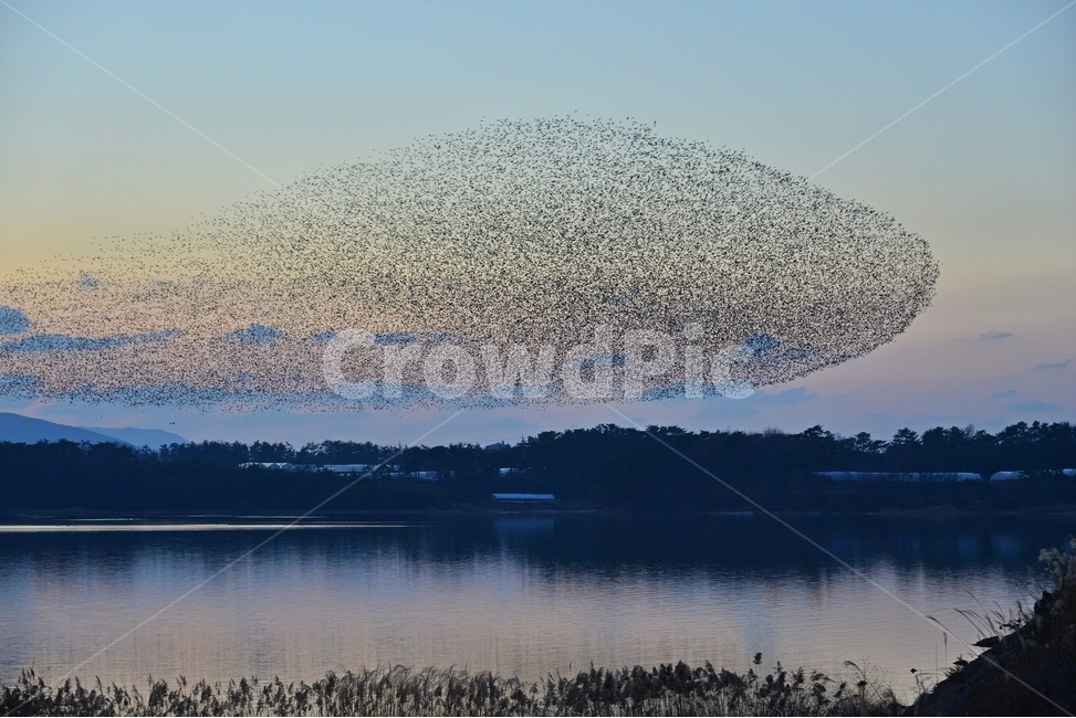 animal,동물,flock,대군,nature,자연,outdoors,옥외,고창,동림지,가창오리,가창오리군무,군무,황혼,노을,자연,풍경,nature,landscape