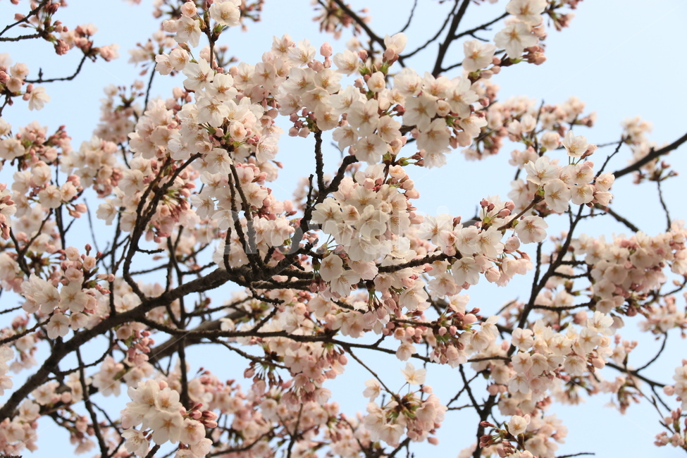 plant,식물,blossom,cherryblossom,벚꽃,flower,꽃,자연,나무,식물,자연,plants,nature,꽃,flower
