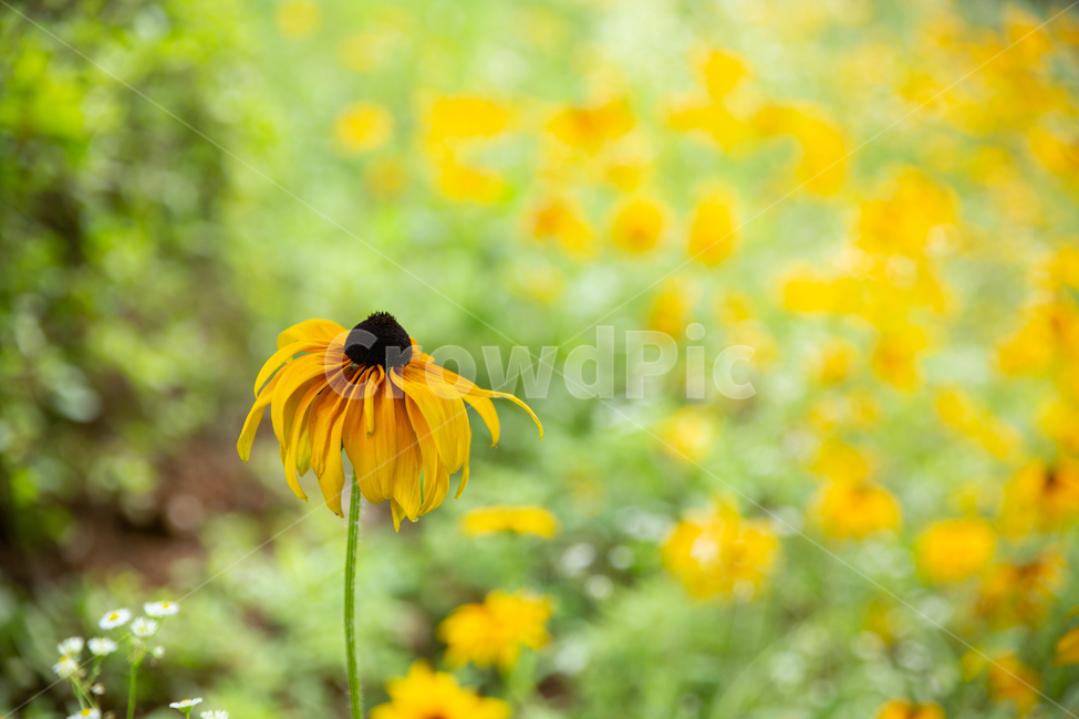 루드베키아,꽃,꽃잎,자연,flower,식물,blossom,식물,자연,plants,nature,꽃,flower