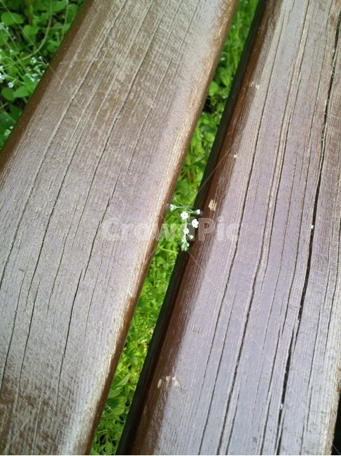 wood,나무,작은꽃,꽃,flower,식물,자연,plants,nature,꽃,flower