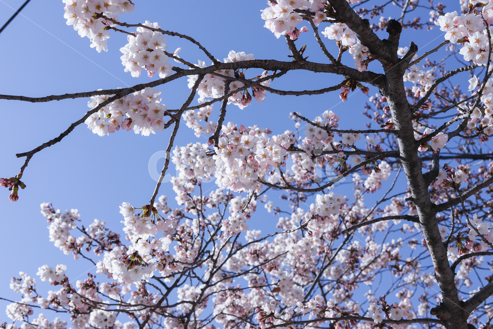 봄,벚꽃,cherryblossom,spring,꽃,나무,season,계절,flower,flowers,tree,봄꽃,봄,계절,spring,season,plant,식물,blossom,cherry blossom