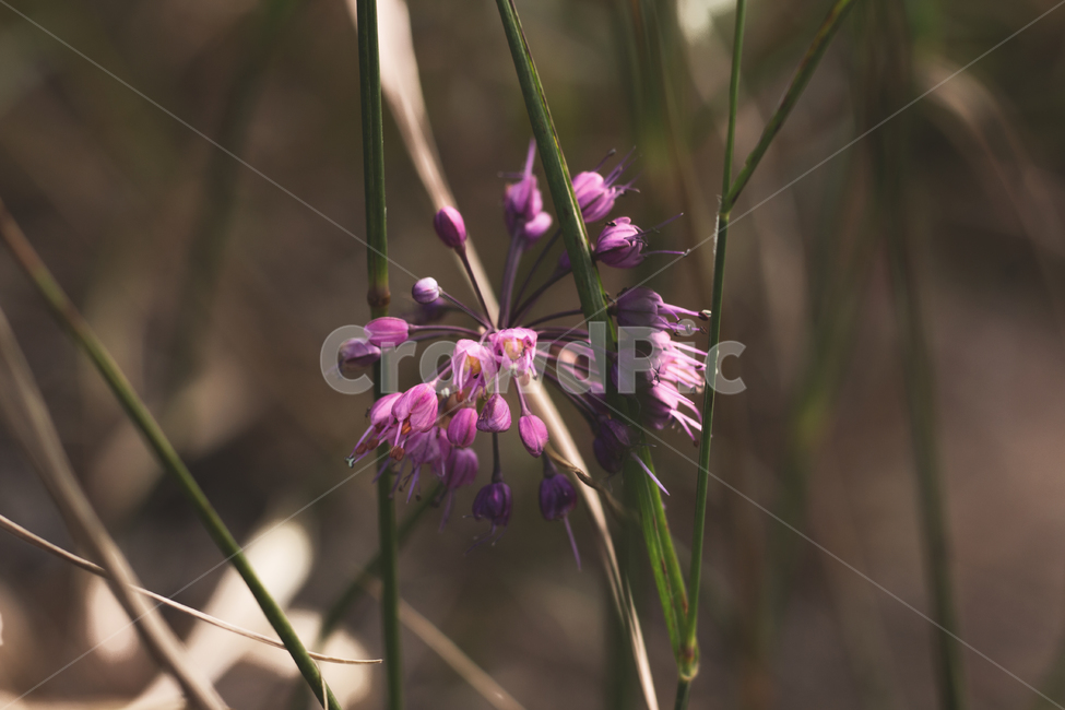 꽃,들꽃,야생화,풀,잡초,식물,자연,plants,nature,꽃,flower