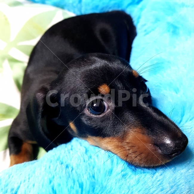 개,강아지,닥스훈트,블랙,반려견,dog,pet,doggy,puppy,동물,animal,포유류,mammal,개,강아지,dog,doggy