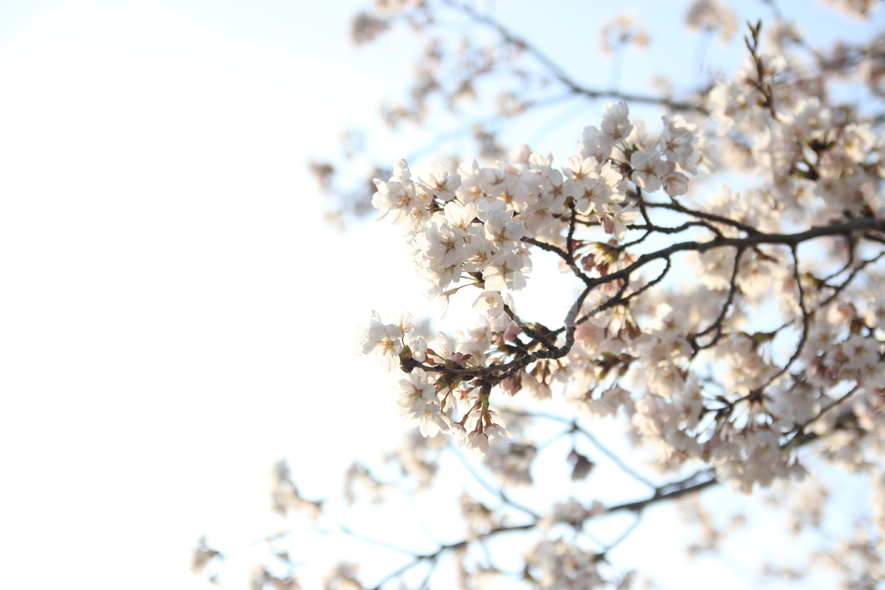 벚꽃,봄꽃,축제,봄나들이,봄하늘,봄,계절,spring,season,식물,자연,plants,nature,꽃,flower,plant