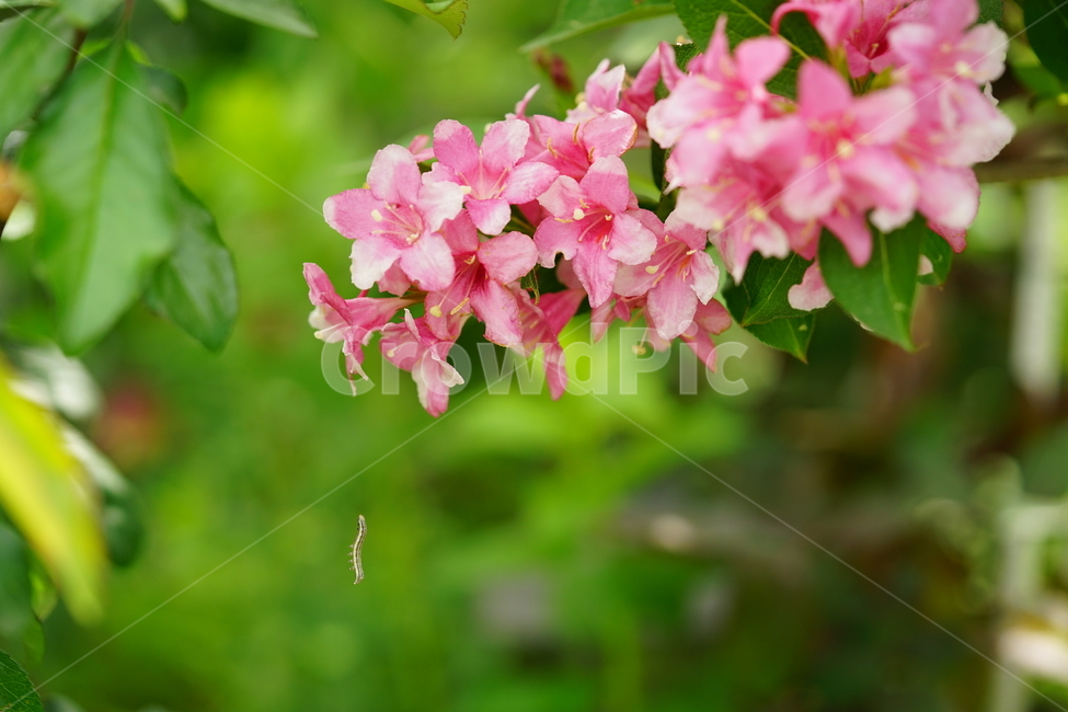 곤충,pink,분홍,플라워,꽃,핑크,식물,자연,접사,꽃사진,봄꽃,색감,컬러,분홍색,봄,계절,spring,season,식물,자연,plants,nature,꽃,flower,plant,blossom