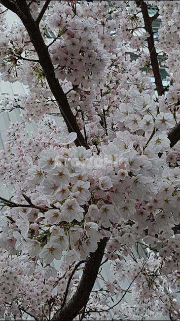 벚꽃,꽃,나무,벚꽃나무,계절,봄,피어나다,하얀색,꽃송이,아름다운,따뜻한,축제,나들이,cherryblossoms,cherryblossomstree,flower,tree,Season,spring,Bloom,white,beautiful,fastival,봄,계절,spring,season,식물,자연,plants,nature,꽃,flower,plant,cherry blossom,blossom