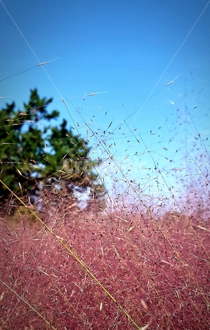 핑크뮬리,pinkmuhlygrass,하늘,sky,식물,plants,가을,계절,fall,autumn,season,식물,자연,plants,nature