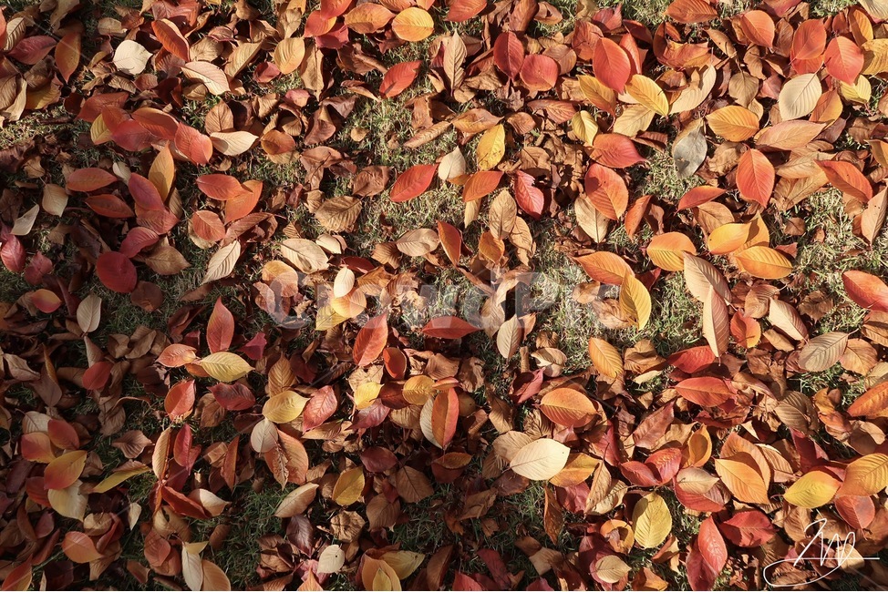 leaf,잎,낙엽,가을낙엽,plant,식물