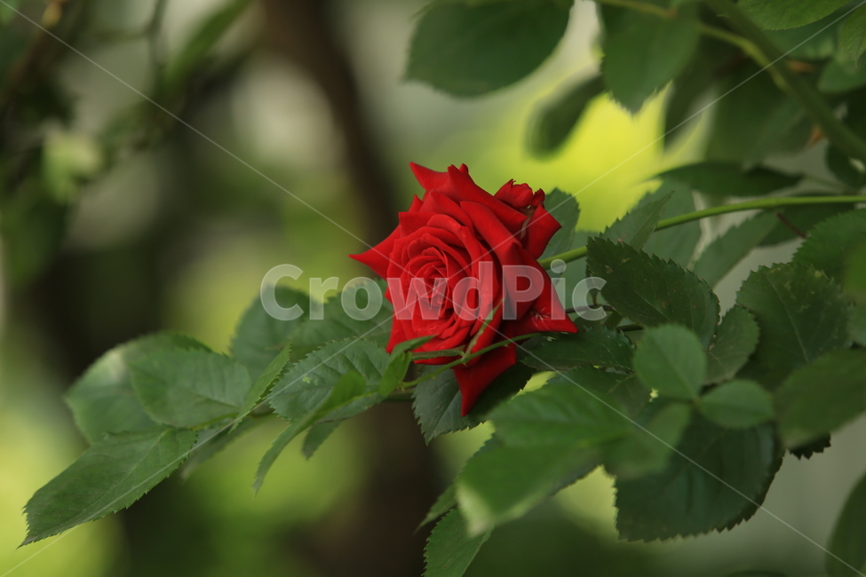 5월,may,rose,장미,season,계절,봄,여름,여왕,식물,자연,plants,nature,꽃,flower