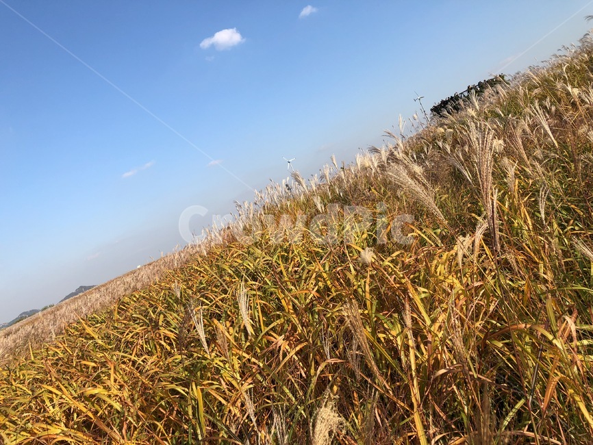 갈대밭,갈대축제,하늘공원,뻥뚫림,청명한,가을,계절,fall,autumn,season,grass,잔디,plant,식물