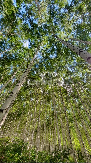 자작나무,계절,여름,birch,forest