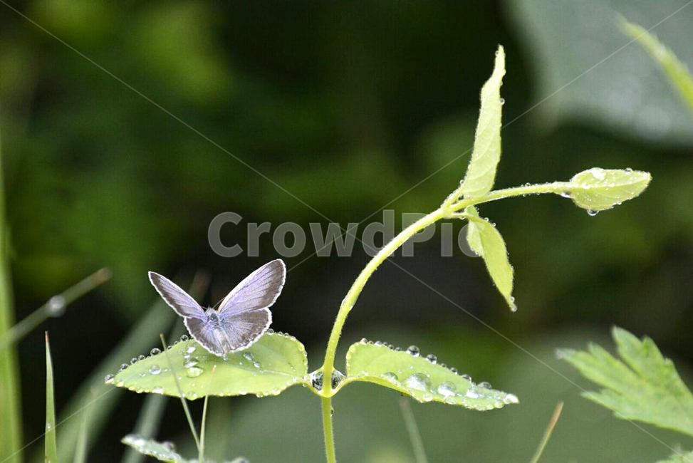 나비,butterfly,자연,자연배경,꽃과나비,동물,animal,곤충,벌레,insect,bug