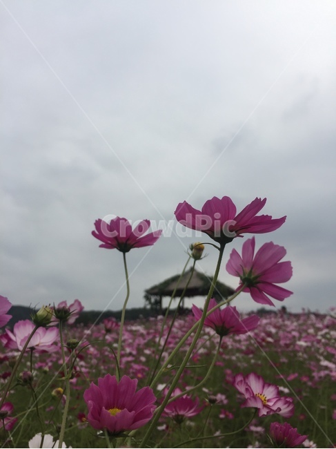 코스모스,꽃,가을,원두막,핑크