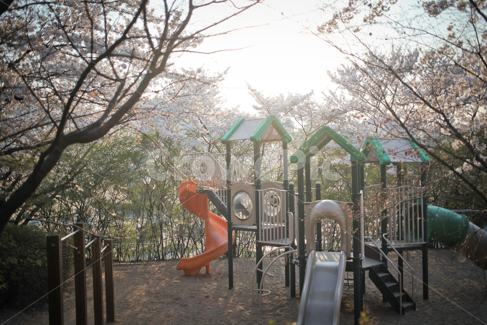 놀이터,봄,벚꽃,감성,공원,꽃,나무,산책,봄,계절,spring,season,놀이공원,놀이동산,놀이터,amusement park,playground,운동장,play area,놀이 공간