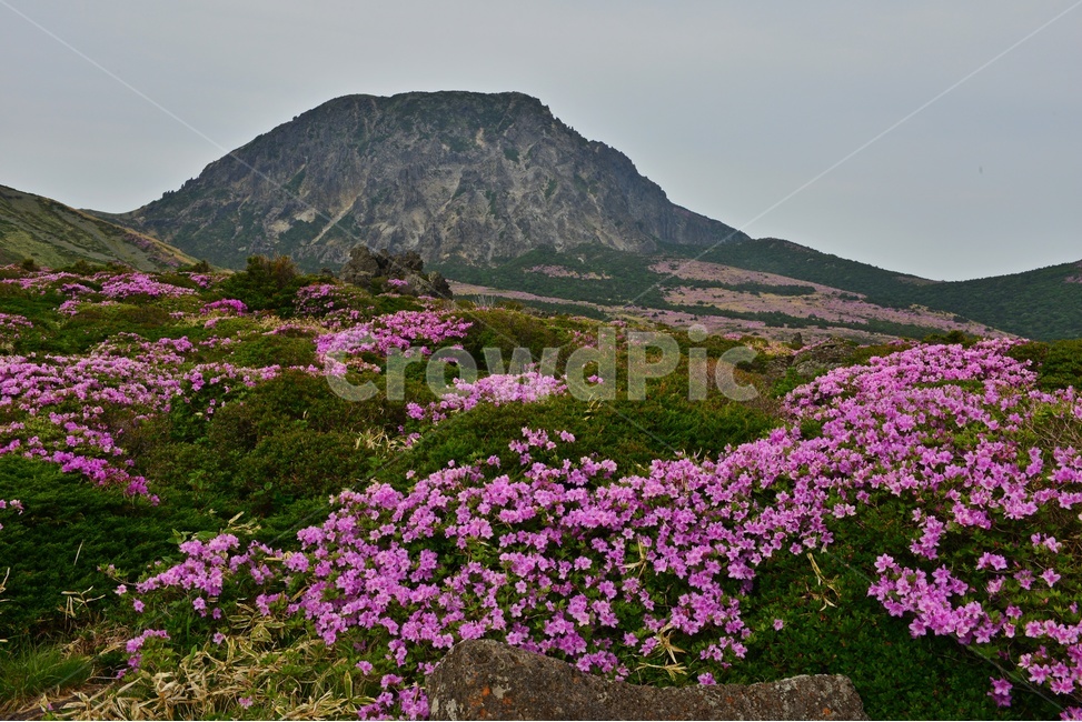 제주,한라산,한라산봄,한라산철쭉,철쭉꽃,봄,계절,철쭉,영실,윗세오름,plant,식물,nature,outdoors,옥외,hill,언덕,경치,경관,풍경,비경,제주봄,자연,풍경,nature,landscape