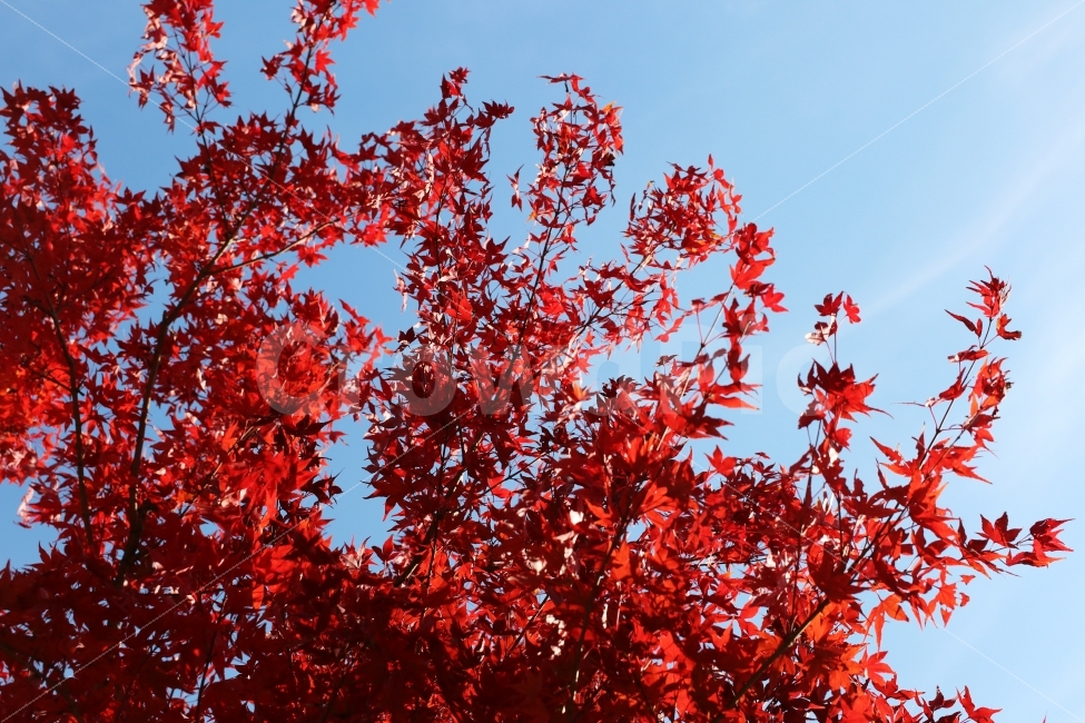 단풍,가을,가을단풍,풍경,가을풍경,가을배경,가을,계절,fall,autumn,season,식물,자연,plants,nature,leaf,잎,plant,tree,나무,maple