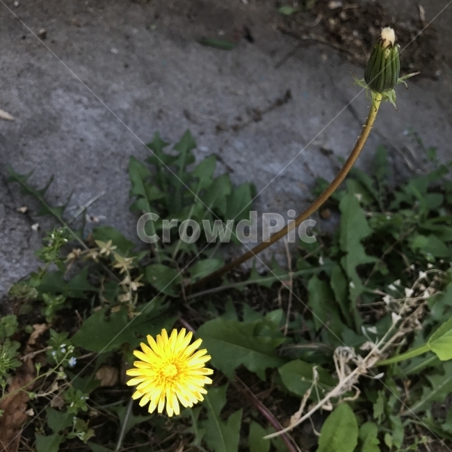 민들레,서양민들레,들민들레,양민들레,양포공영,CommonDandelion,국화과,여러해살이풀,노란꽃,샐러드,식용,약용,약재,감염치료제,들꽃,야생화,꽃,식물,Flower,식물,자연,plants,nature,꽃,flower
