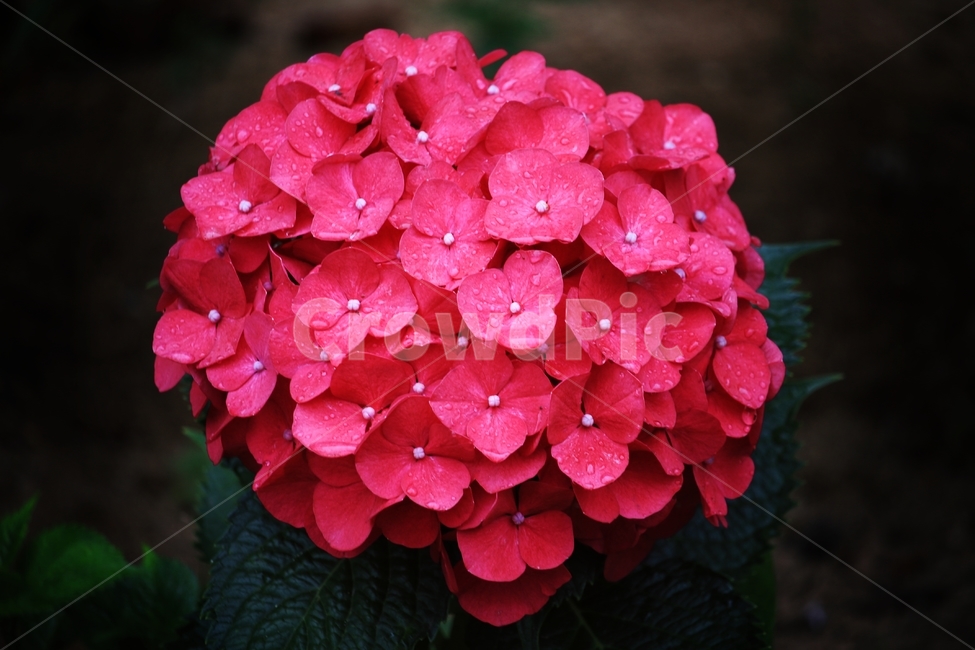 수국,국화,꽃,식물,정원,식물,자연,plants,nature,꽃,flower